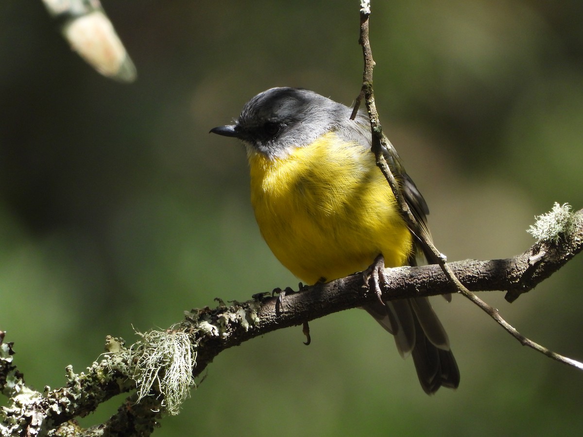 Eastern Yellow Robin - ML415605471