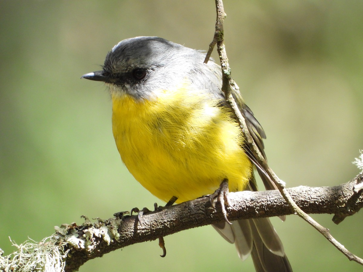 Eastern Yellow Robin - ML415605481