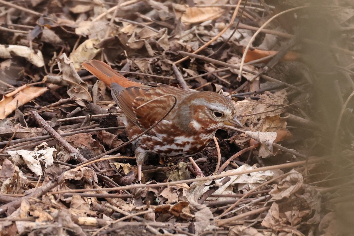 Fox Sparrow - ML415607261