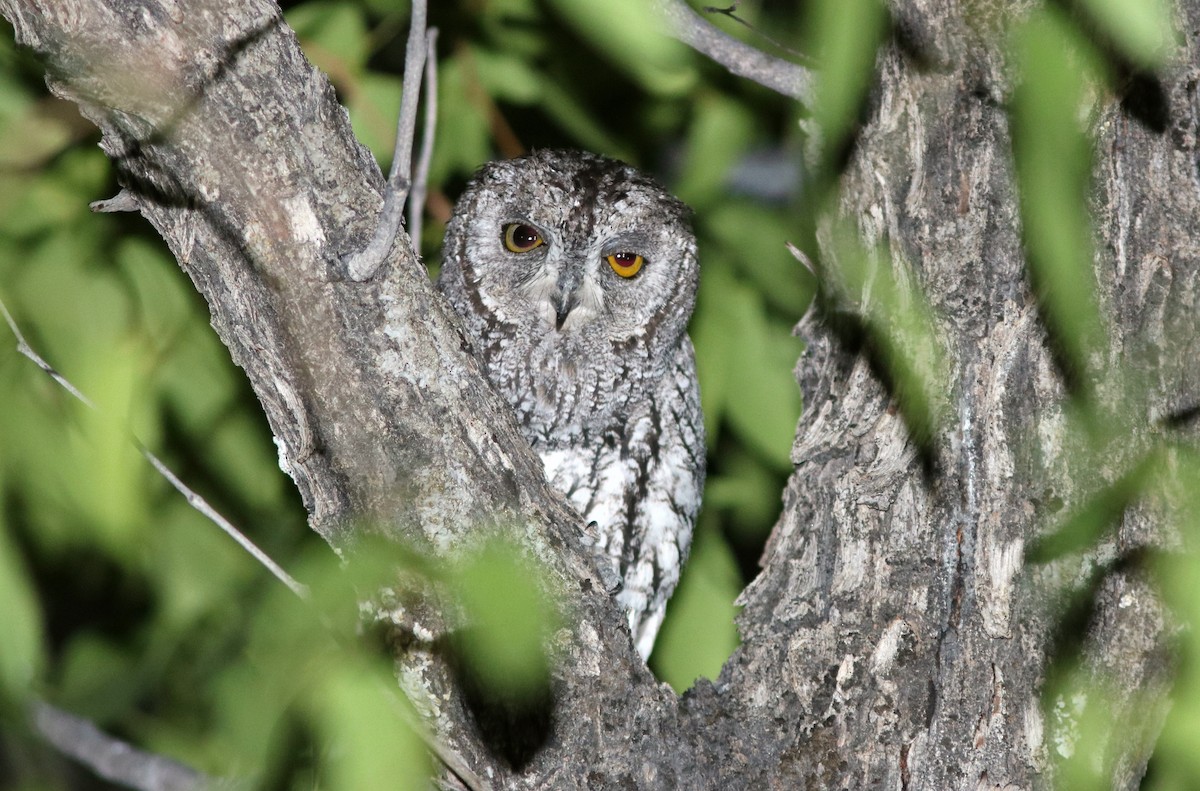 African Scops-Owl (African) - ML41560791