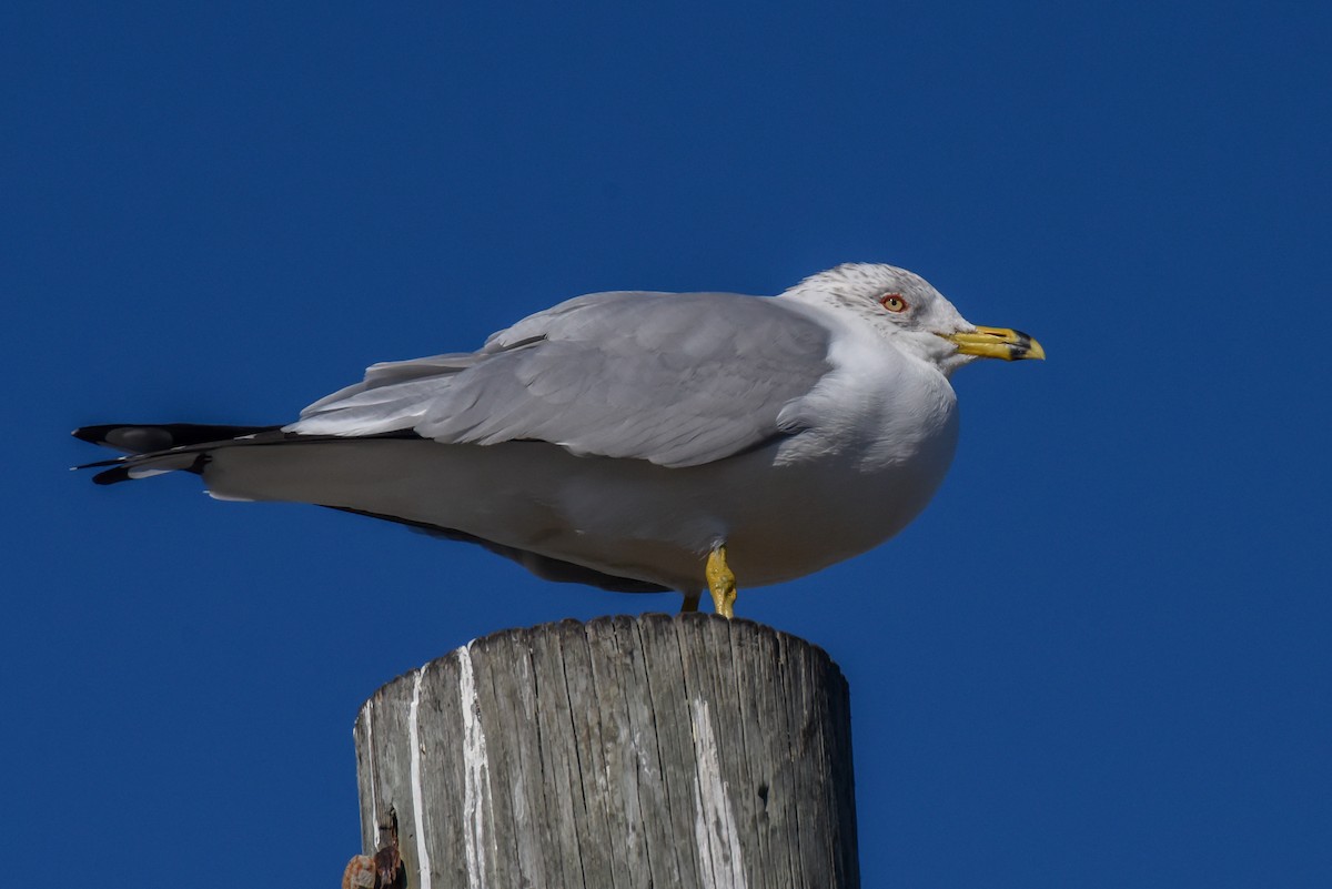 Ring-billed Gull - ML415607911