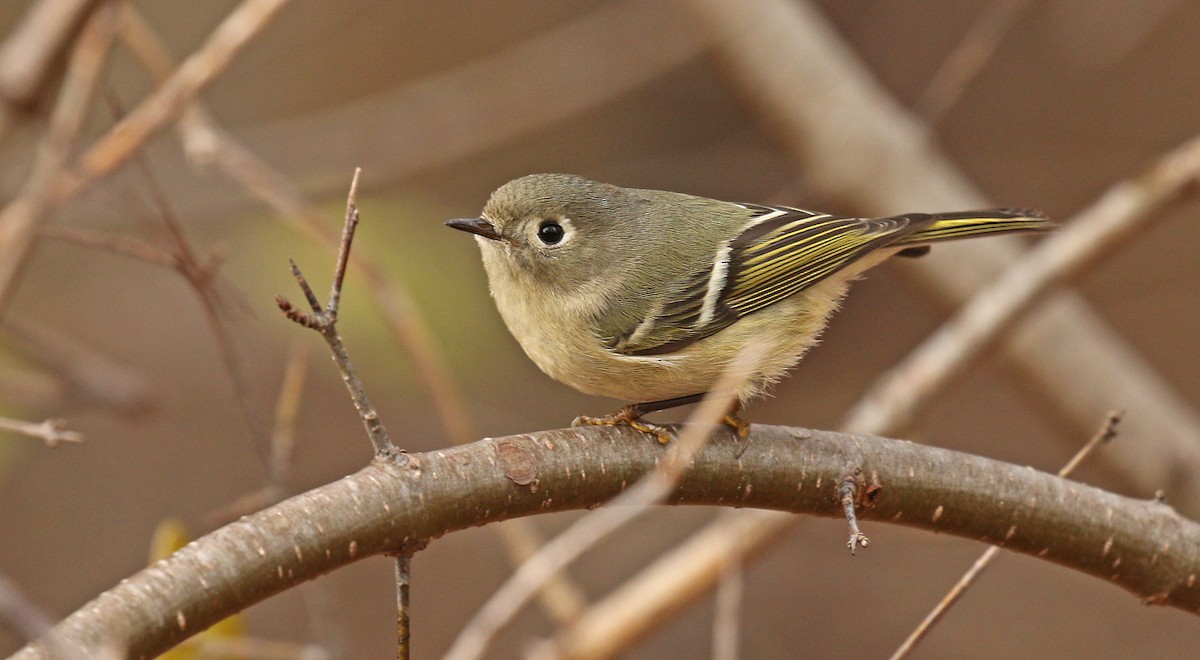 Ruby-crowned Kinglet - ML41560891