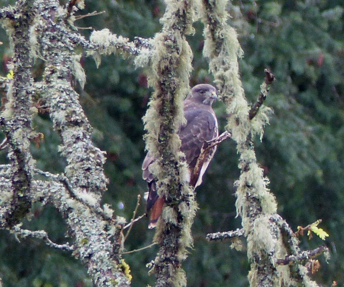 Red-tailed Hawk - ML41560901