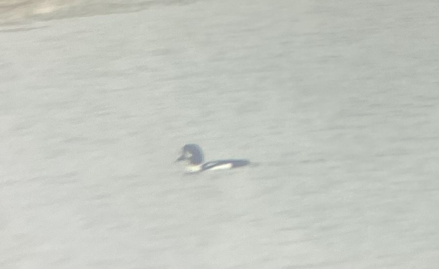 Barrow's Goldeneye - ML415611861