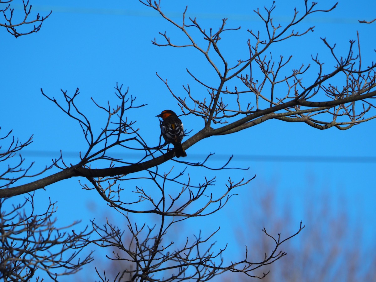 Bullock's Oriole - ML415612521