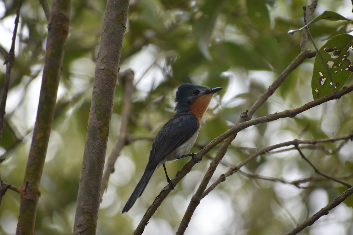 Broad-billed Flycatcher - ML415612741