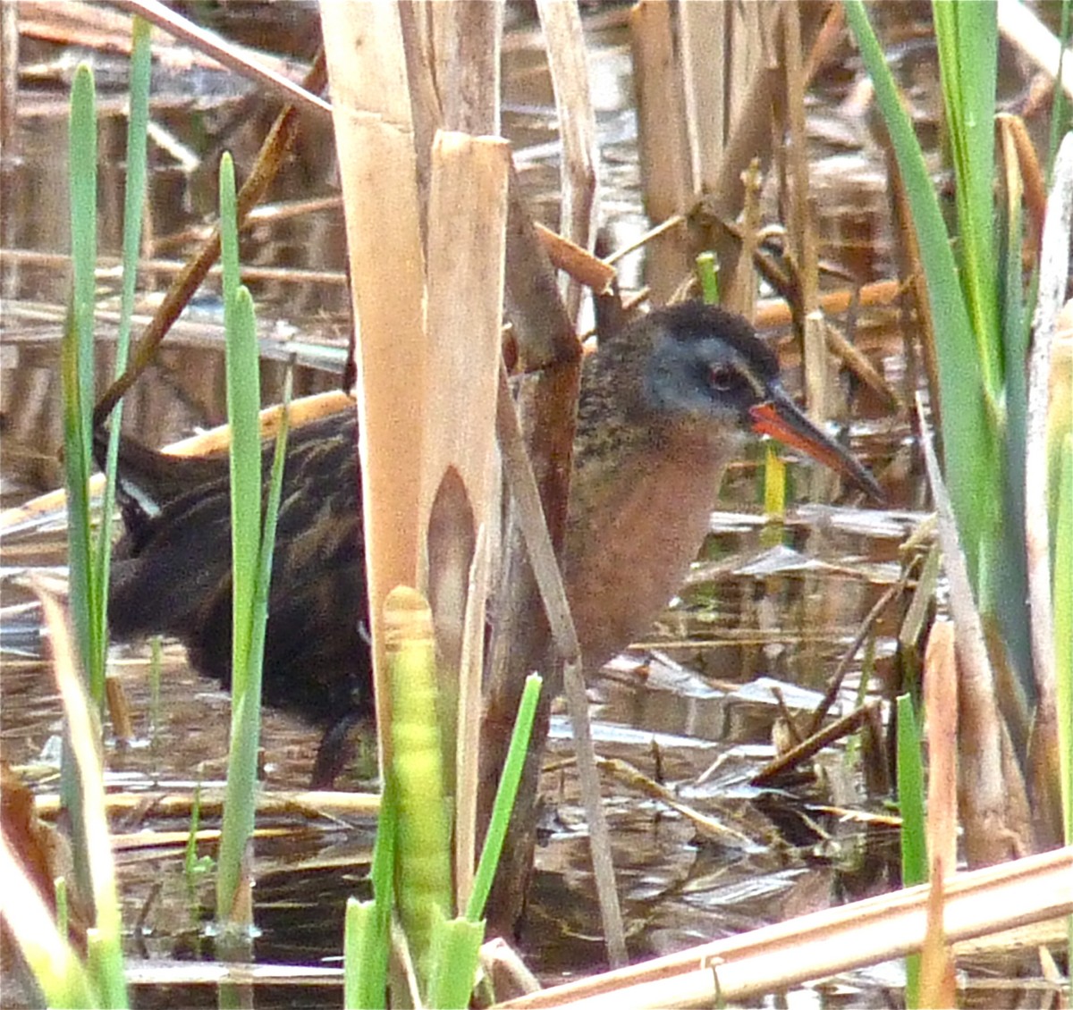 Virginia Rail - ML41561431