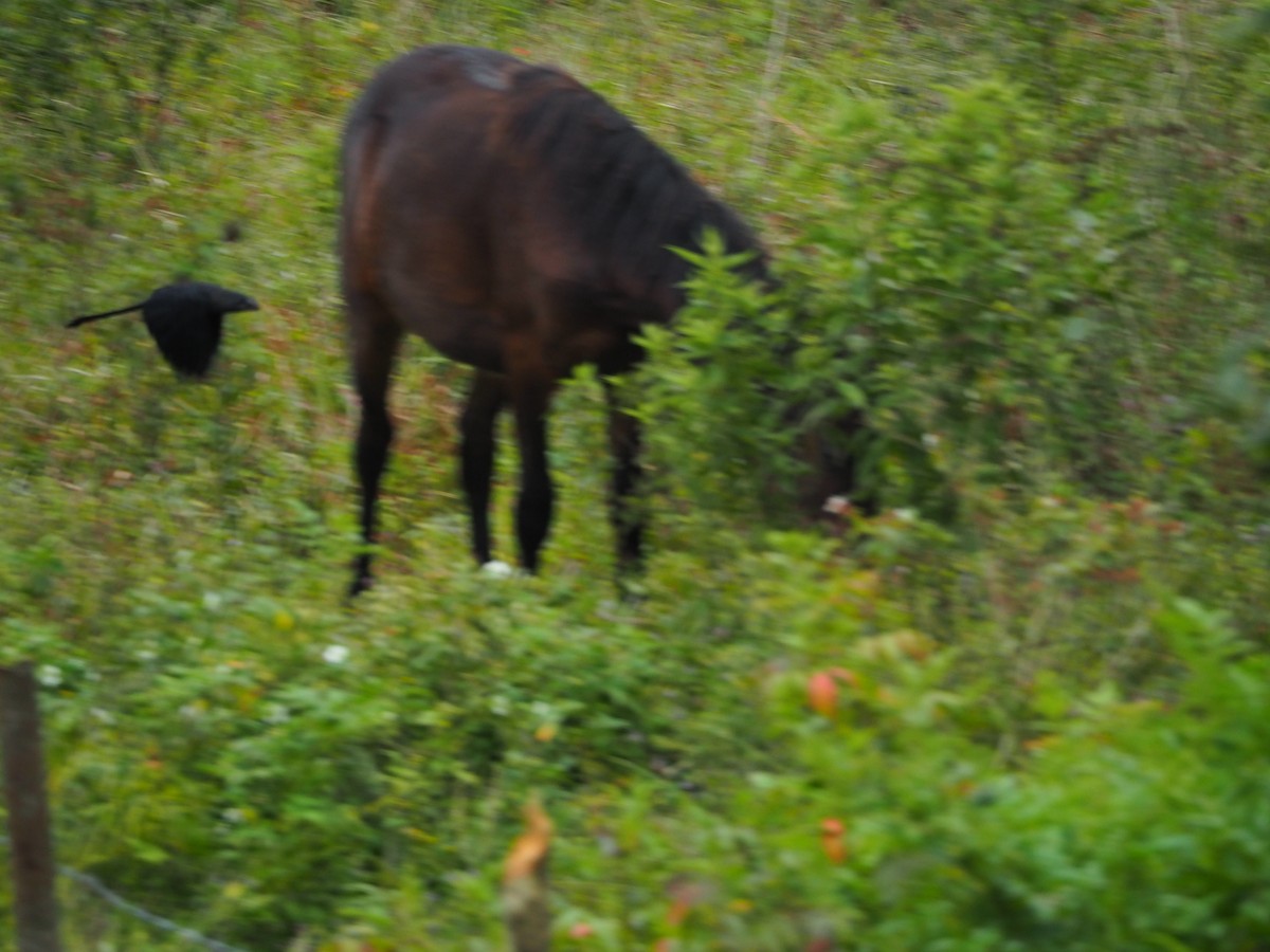 Smooth-billed Ani - ML415614781
