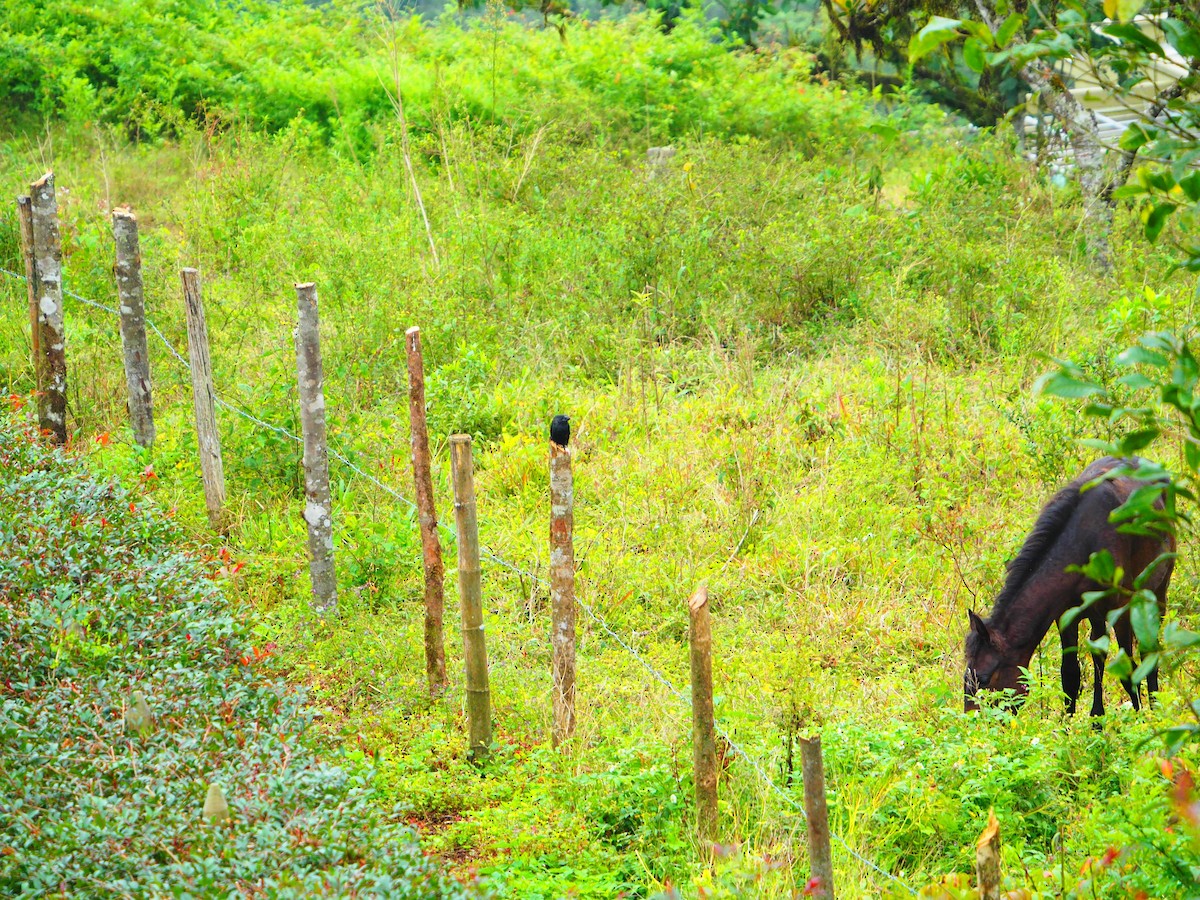 Smooth-billed Ani - ML415614821