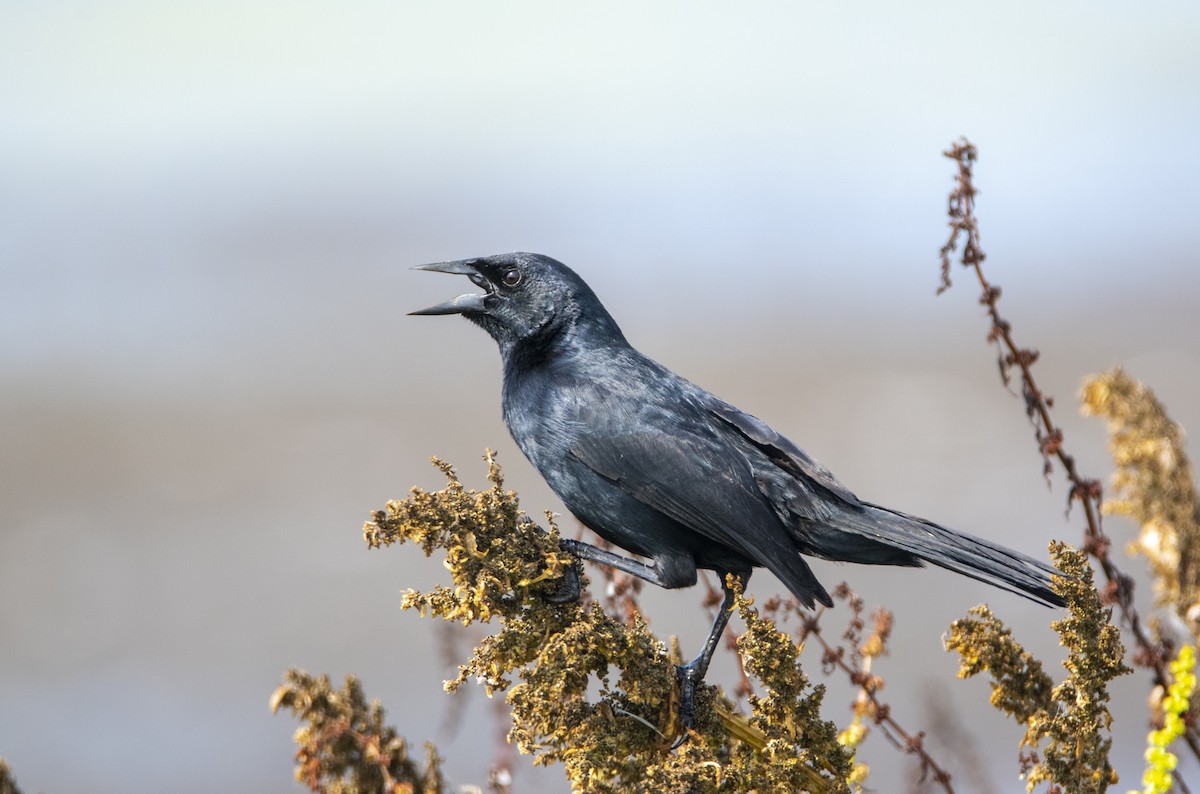 Scrub Blackbird - ML415615011