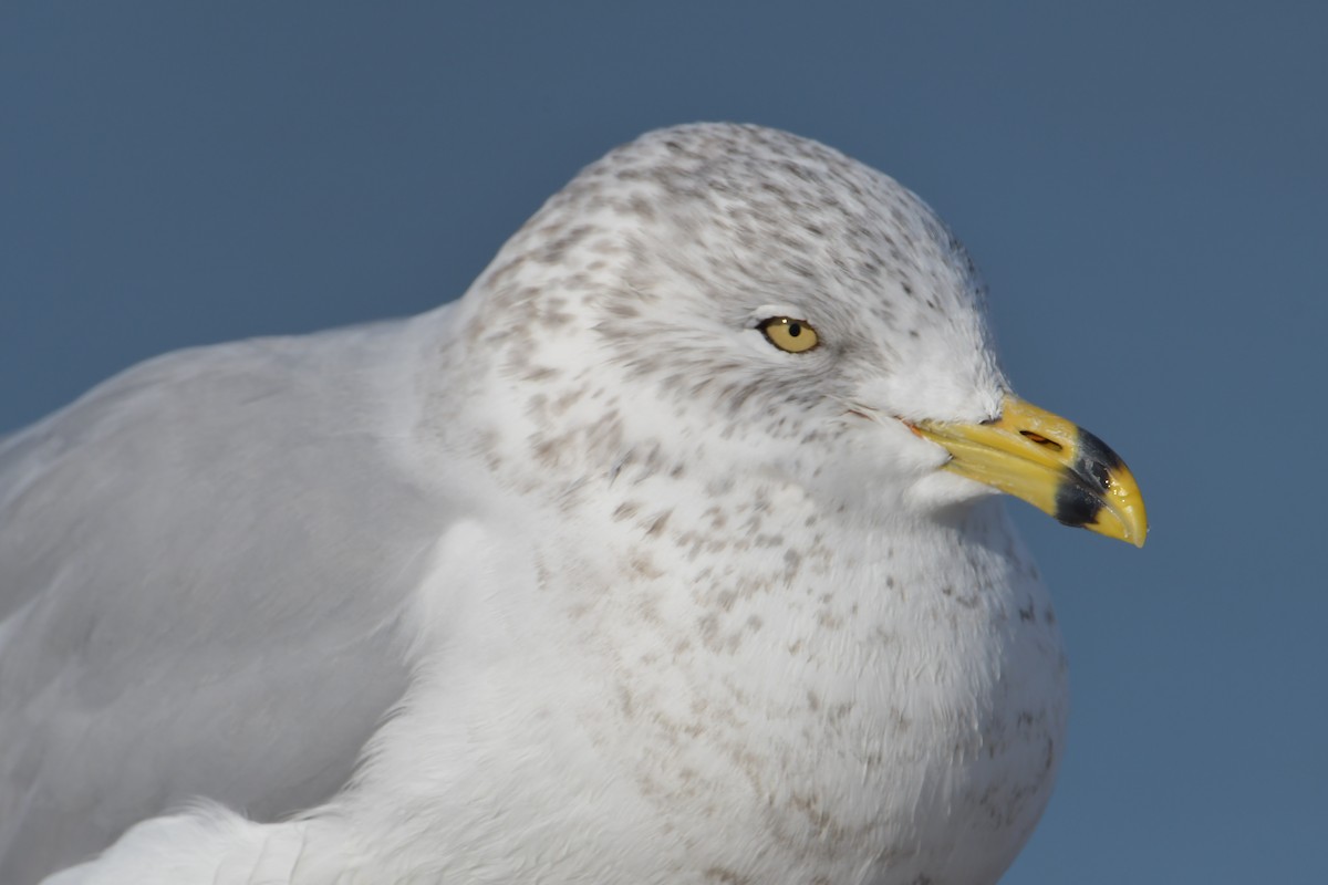 Ring-billed Gull - ML415615441