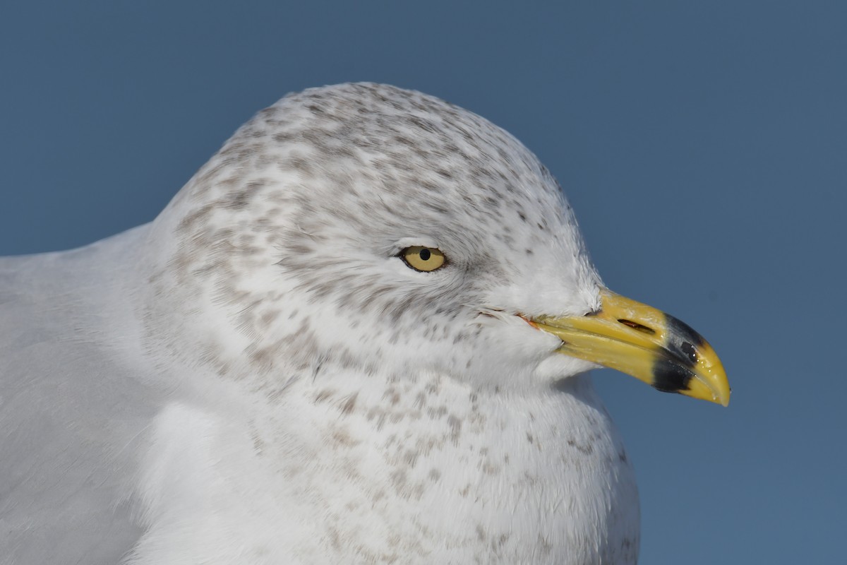 Ring-billed Gull - ML415615471