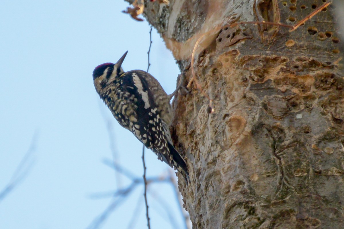 Yellow-bellied Sapsucker - ML41561571