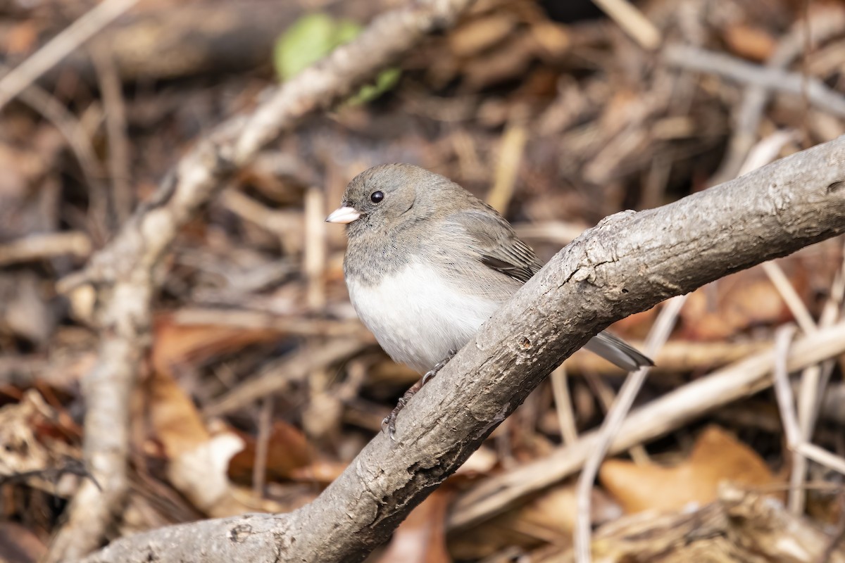 Junco Ojioscuro - ML415616241