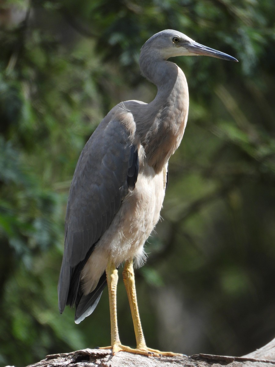 White-faced Heron - ML415616401