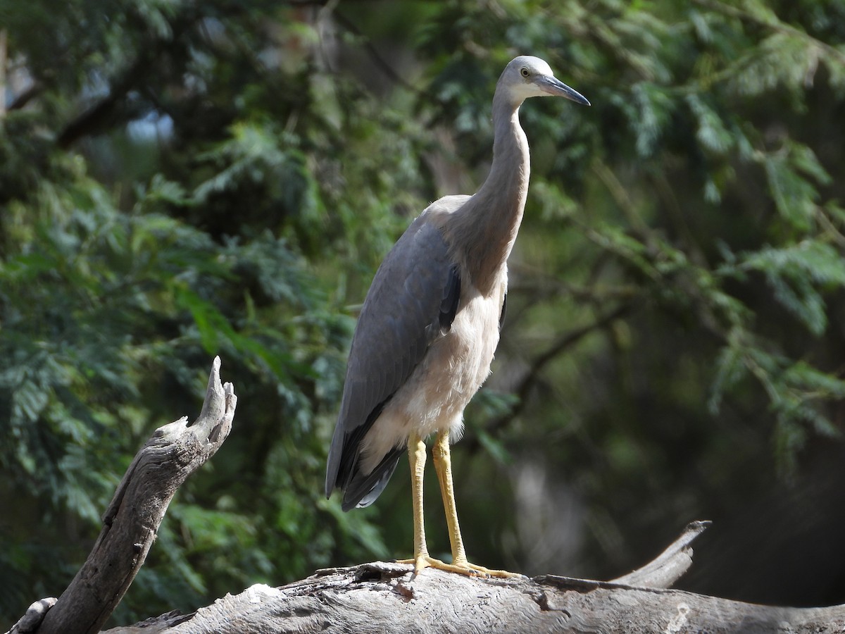 White-faced Heron - ML415616551