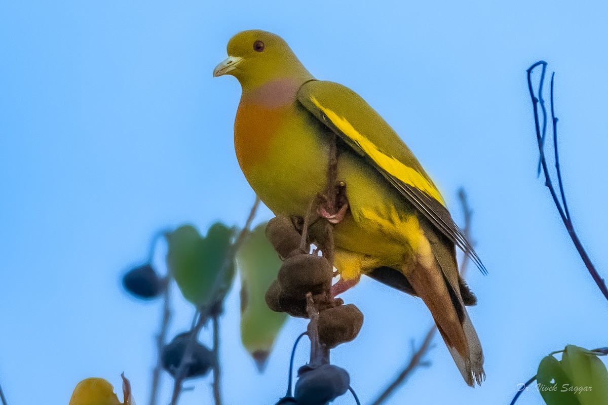 Orange-breasted Green-Pigeon - Vivek Saggar