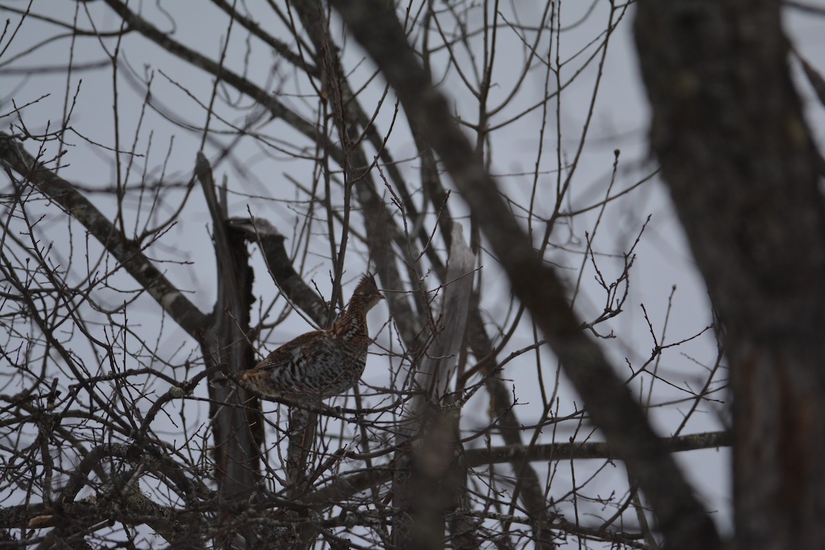 Ruffed Grouse - ML415617401