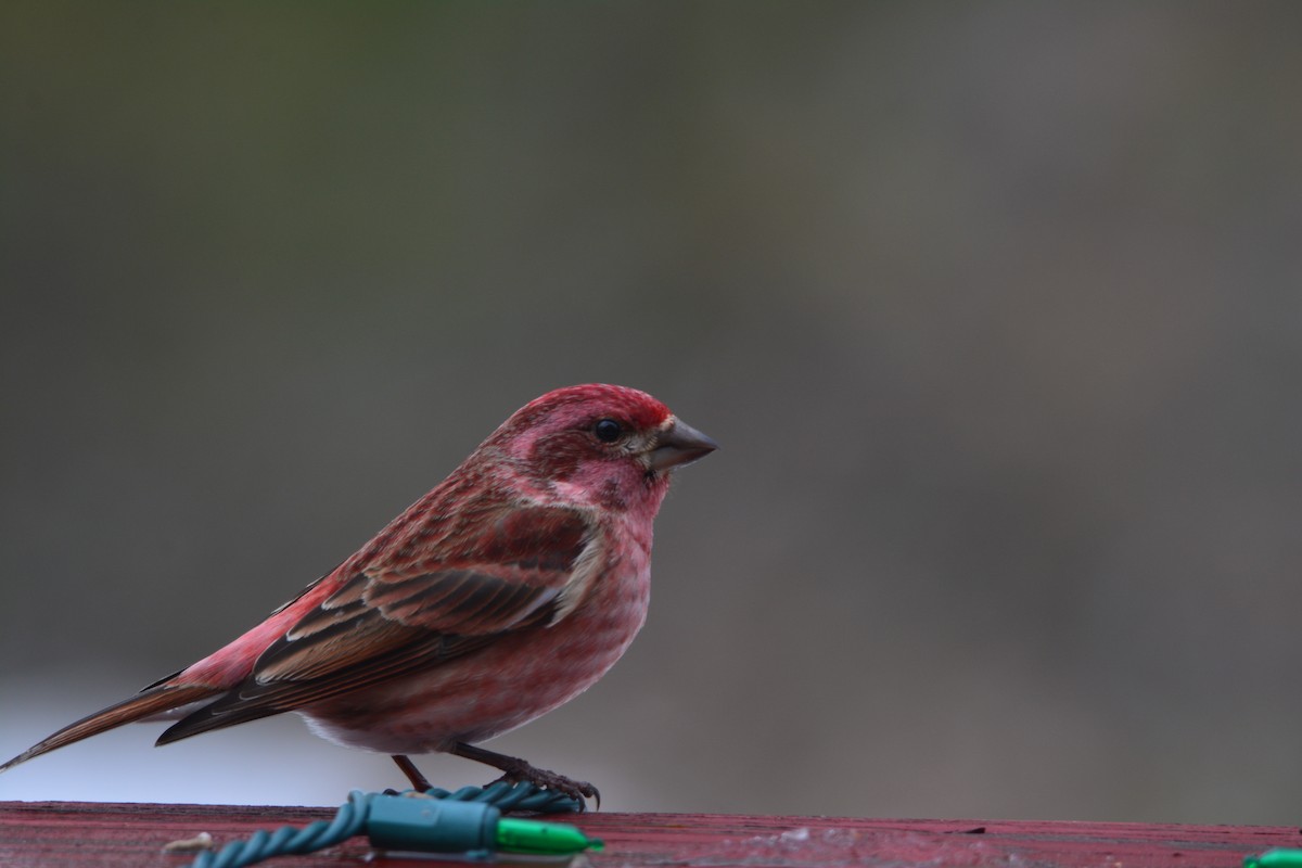 Purple Finch - ML415617601