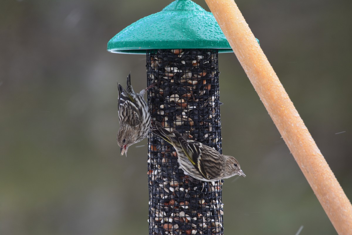 Pine Siskin - ML415617871