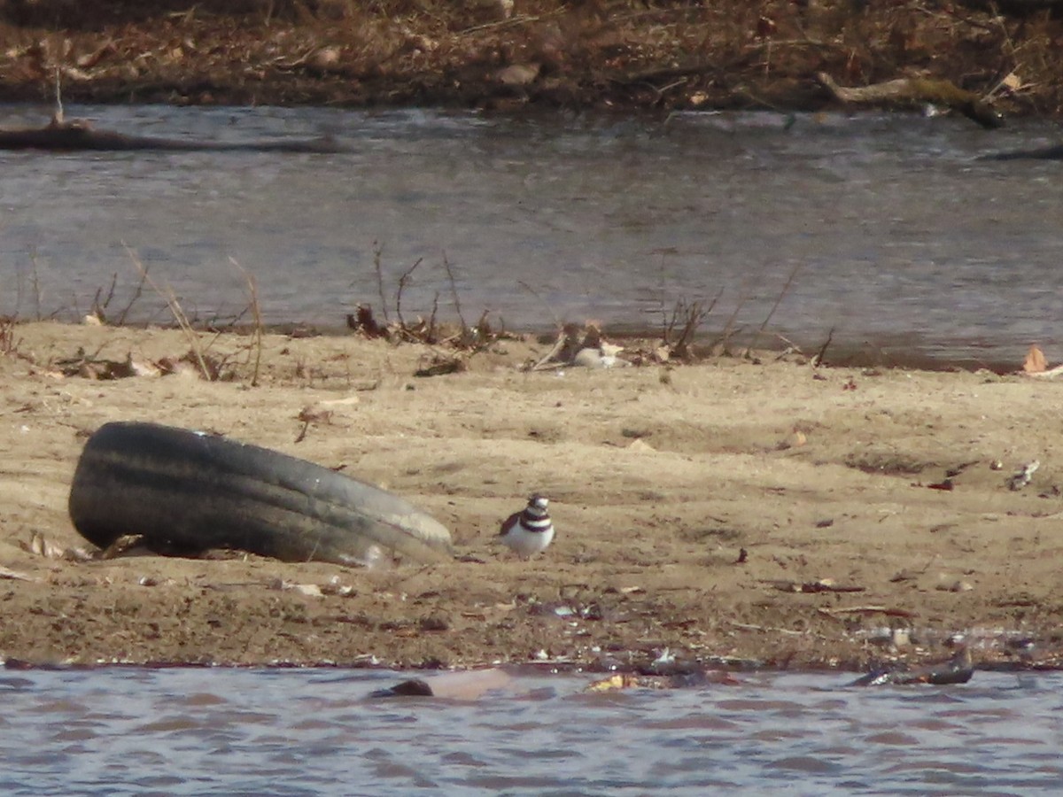 Killdeer - ML415618111