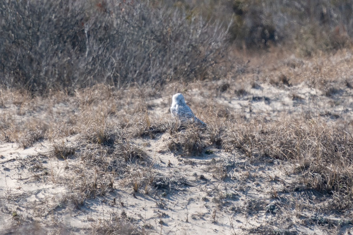 Snowy Owl - ML415619561