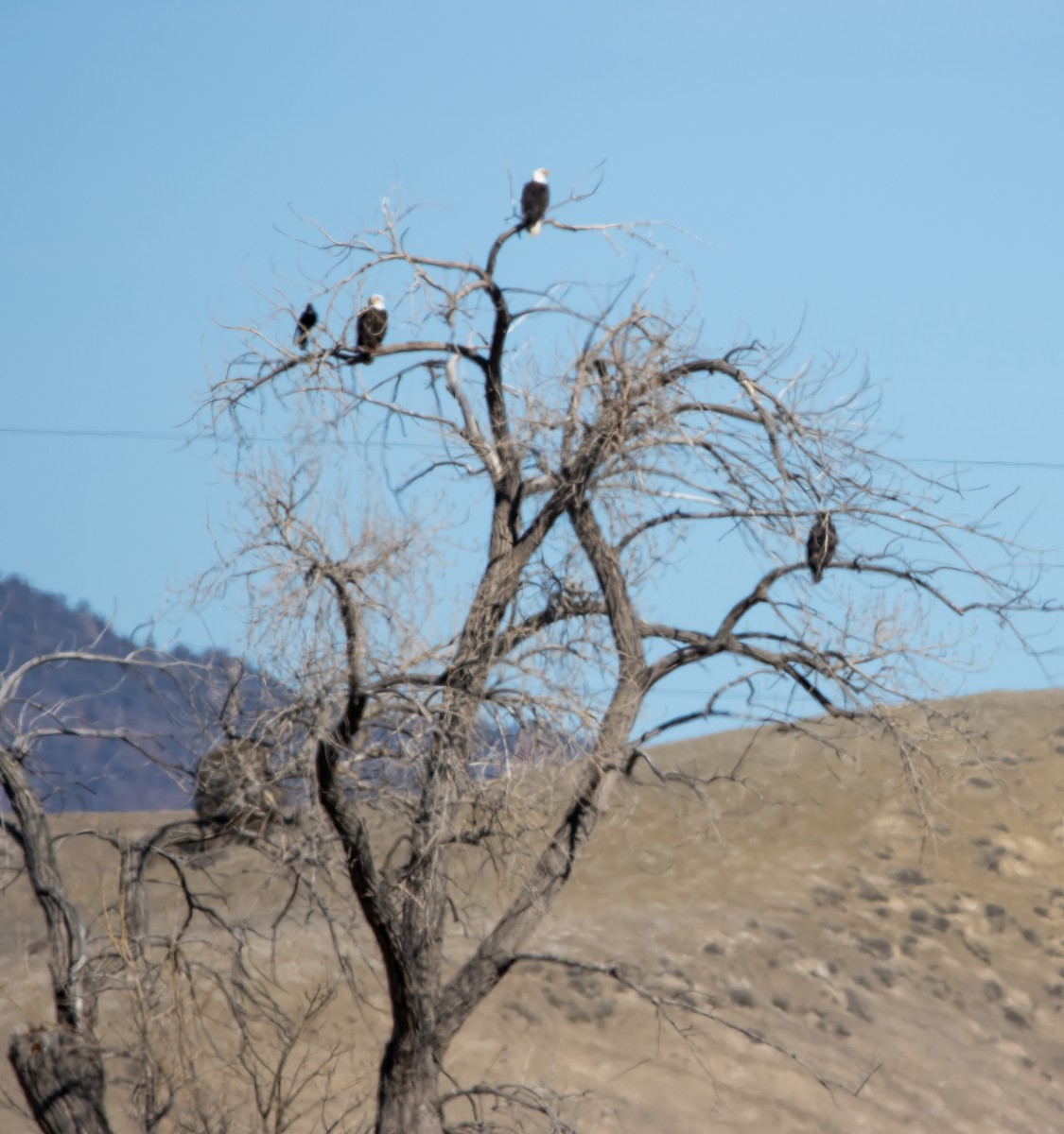 Bald Eagle - ML415619921