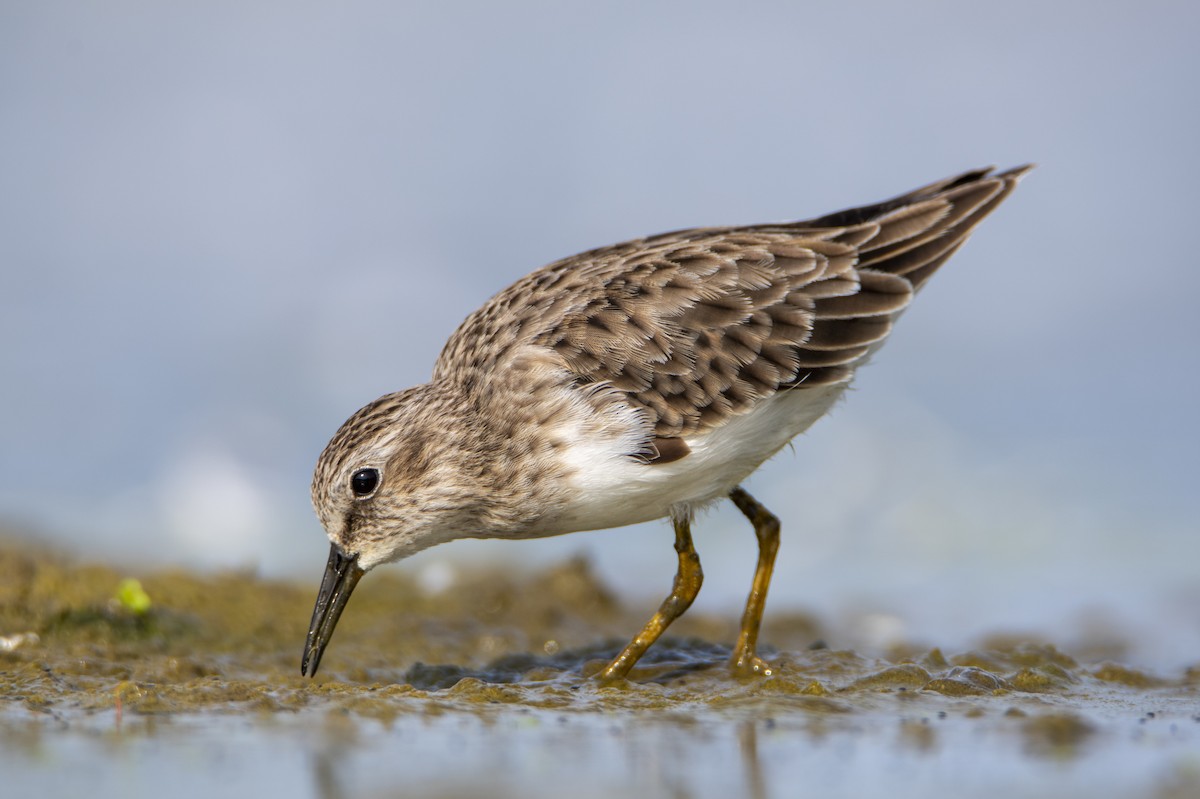 Least Sandpiper - ML415621951