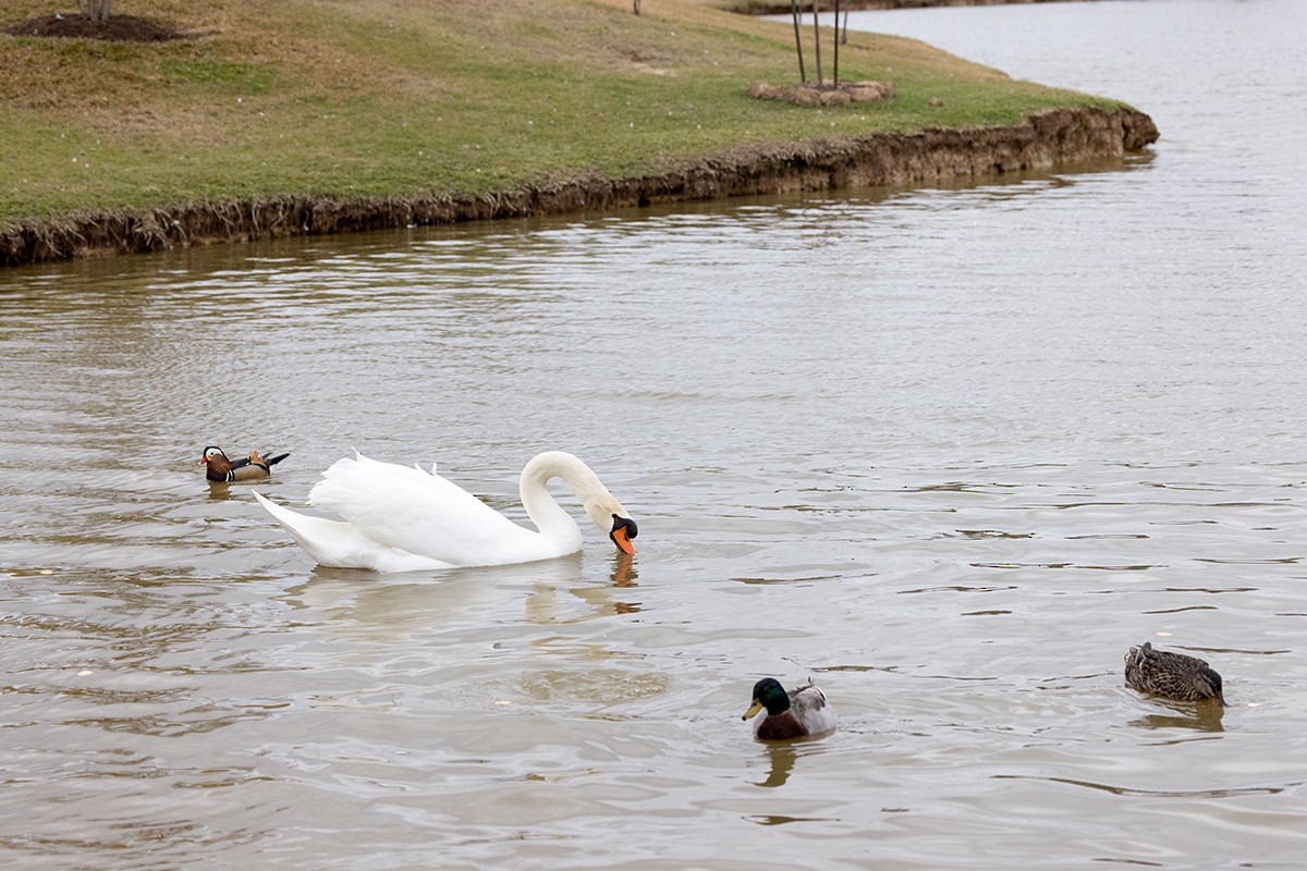 Mute Swan - ML415625181