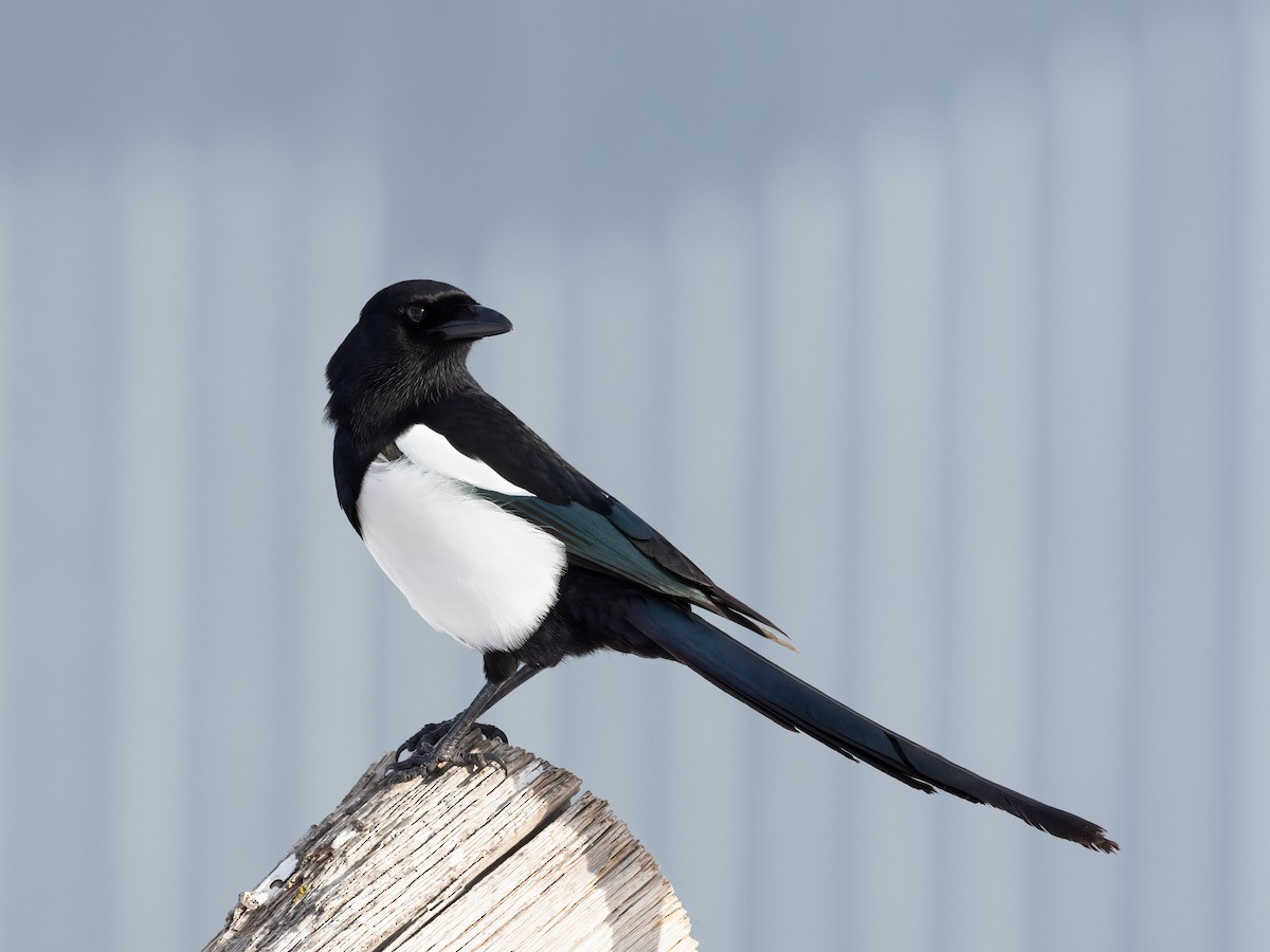 Black-billed Magpie - ML415625471