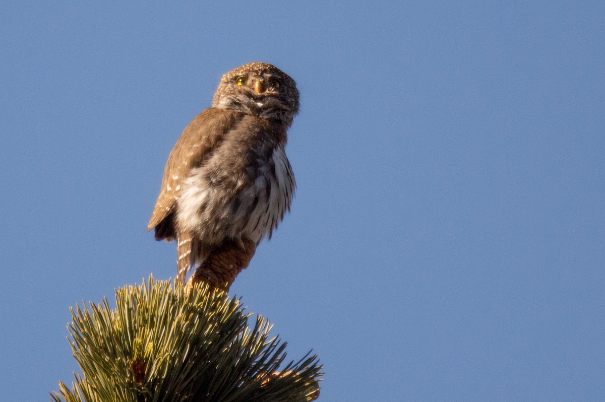 Northern Pygmy-Owl (Pacific) - Joe Tuvell