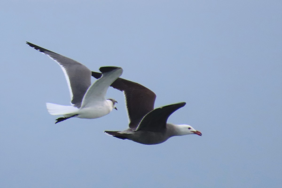 Gaviota Mexicana - ML415626271