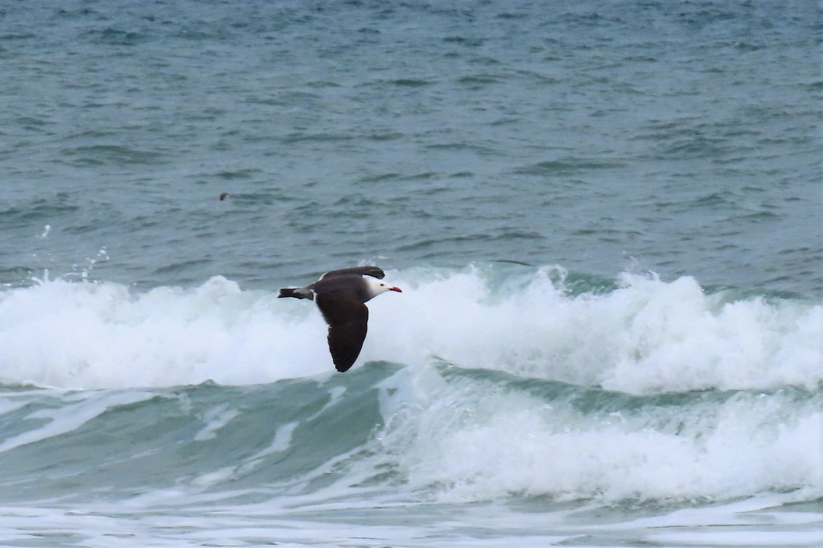 Gaviota Mexicana - ML415626291