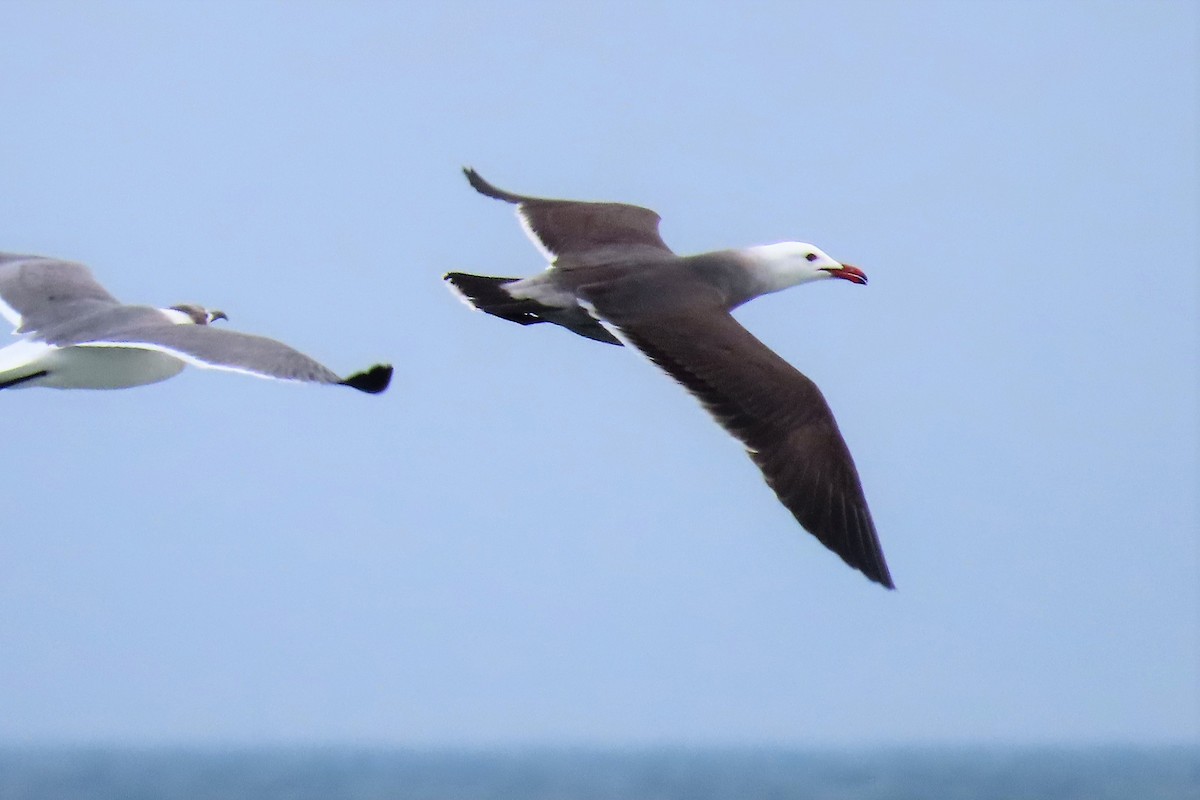 Heermann's Gull - ML415626301