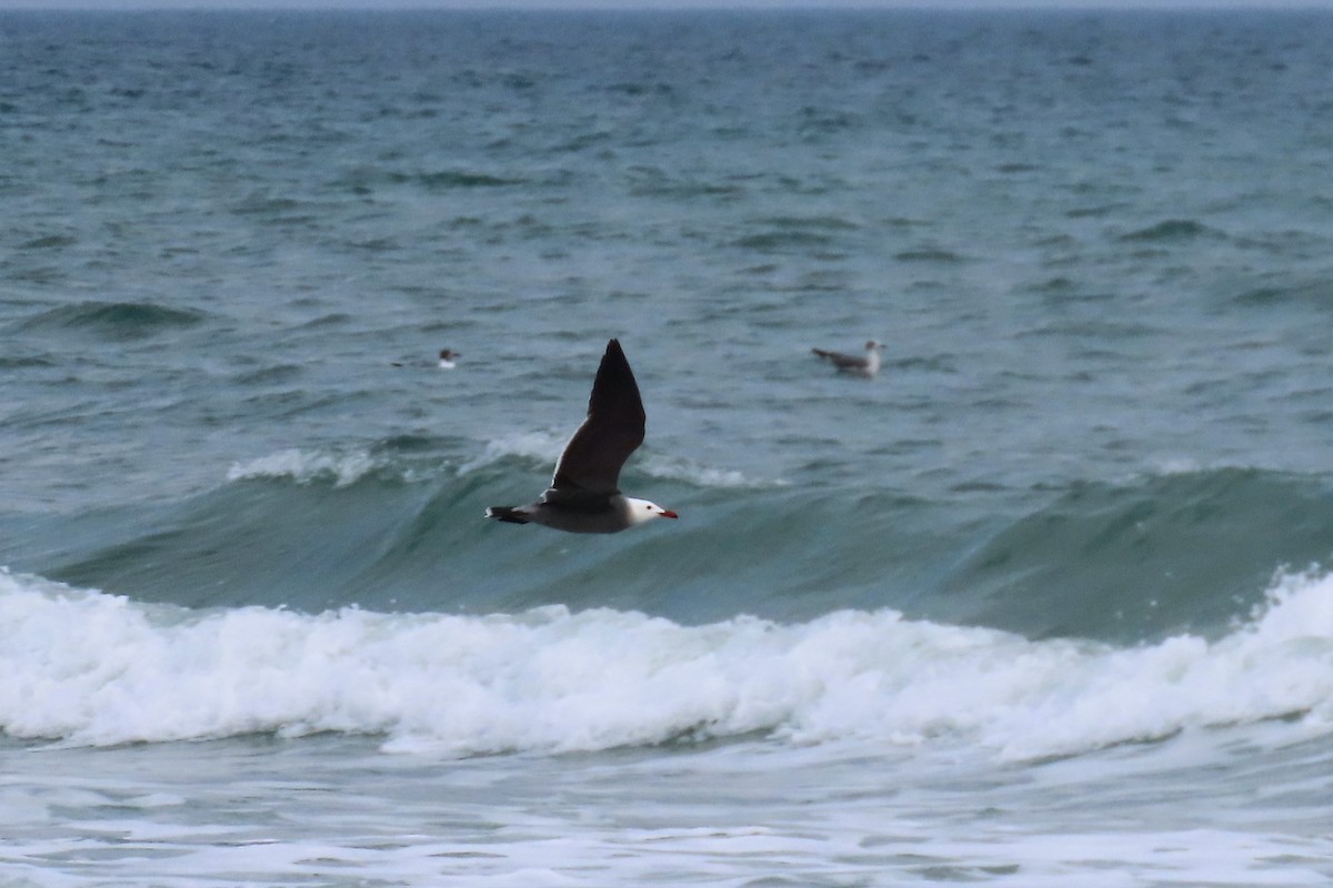 Heermann's Gull - Audrey Whitlock