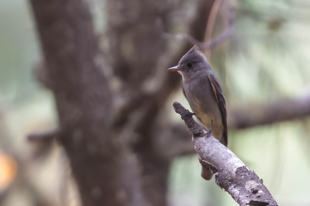 Greater Pewee - ML415627791