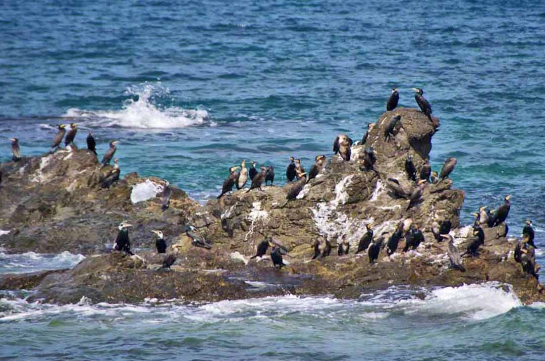 Great Cormorant - ML415629871