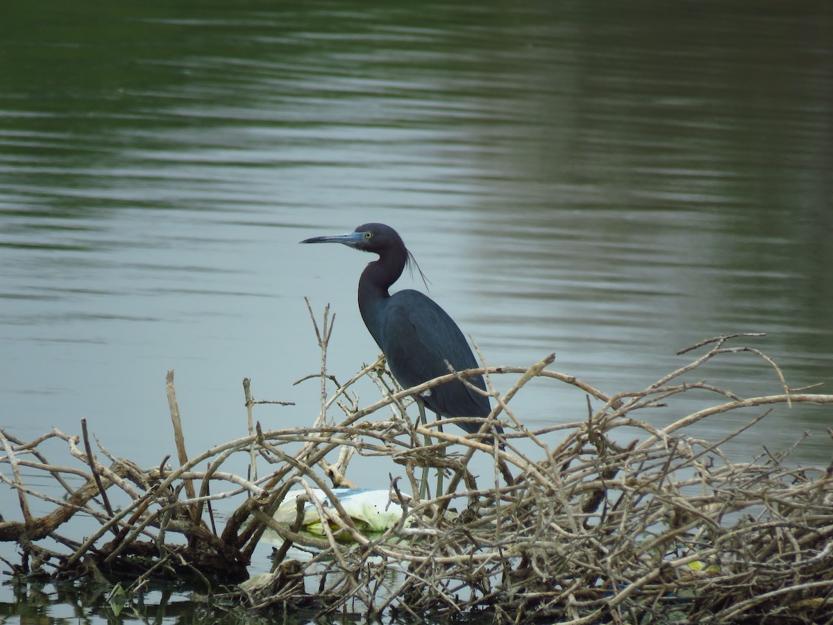 Little Blue Heron - ML415630931