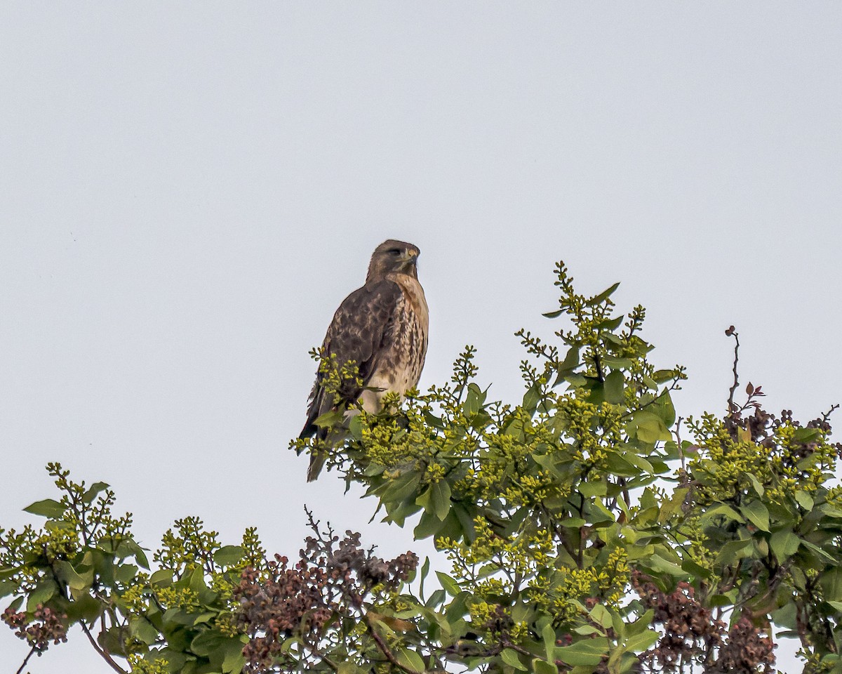 Red-tailed Hawk - ML415631751