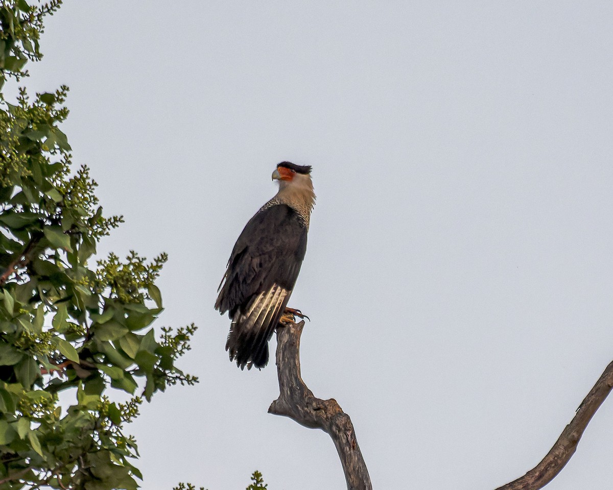 Crested Caracara - ML415631791