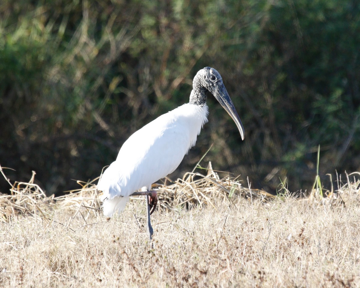 Wood Stork - ML415632611