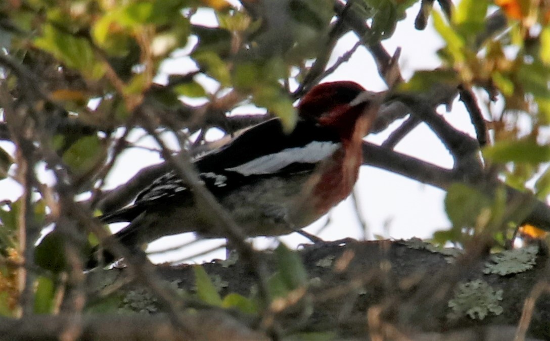 tanımsız Sphyrapicus sp. - ML415633471