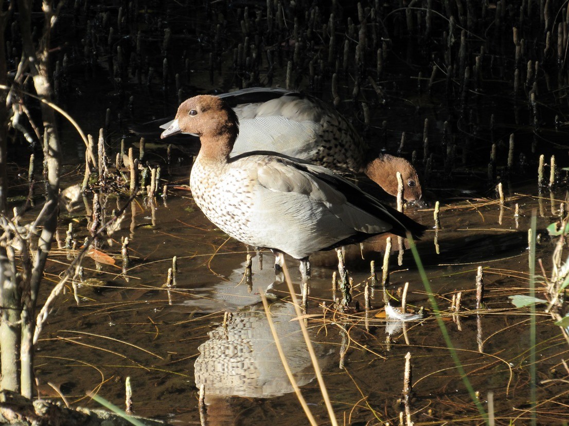 Canard à crinière - ML41563391