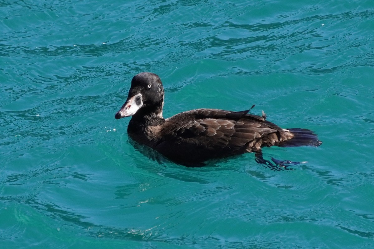 Surf Scoter - ML415634451