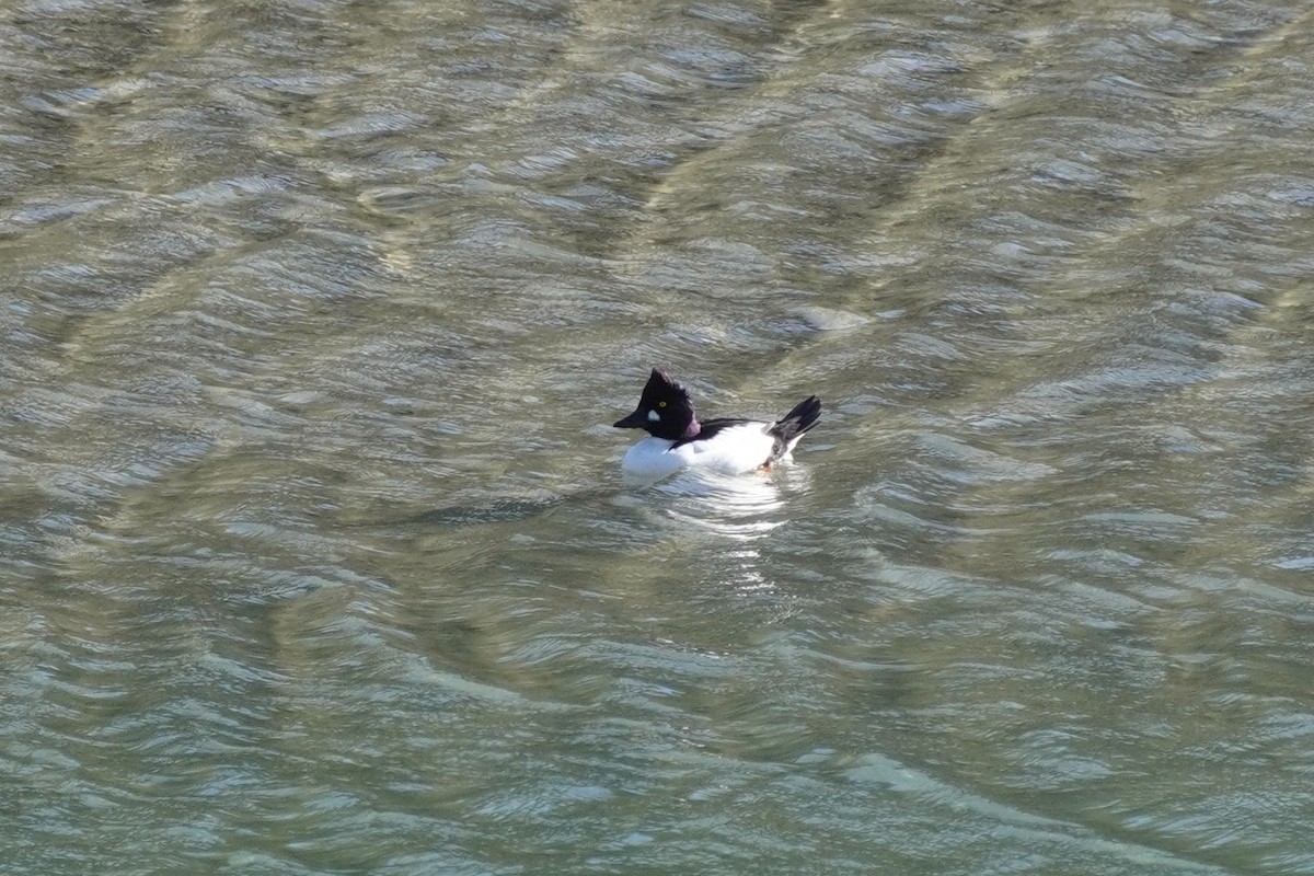 Common Goldeneye - ML415634491