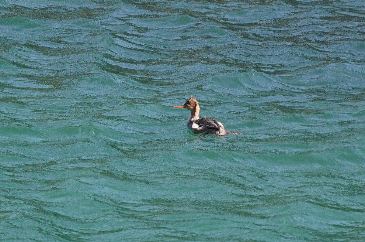 Red-breasted Merganser - ML415634661