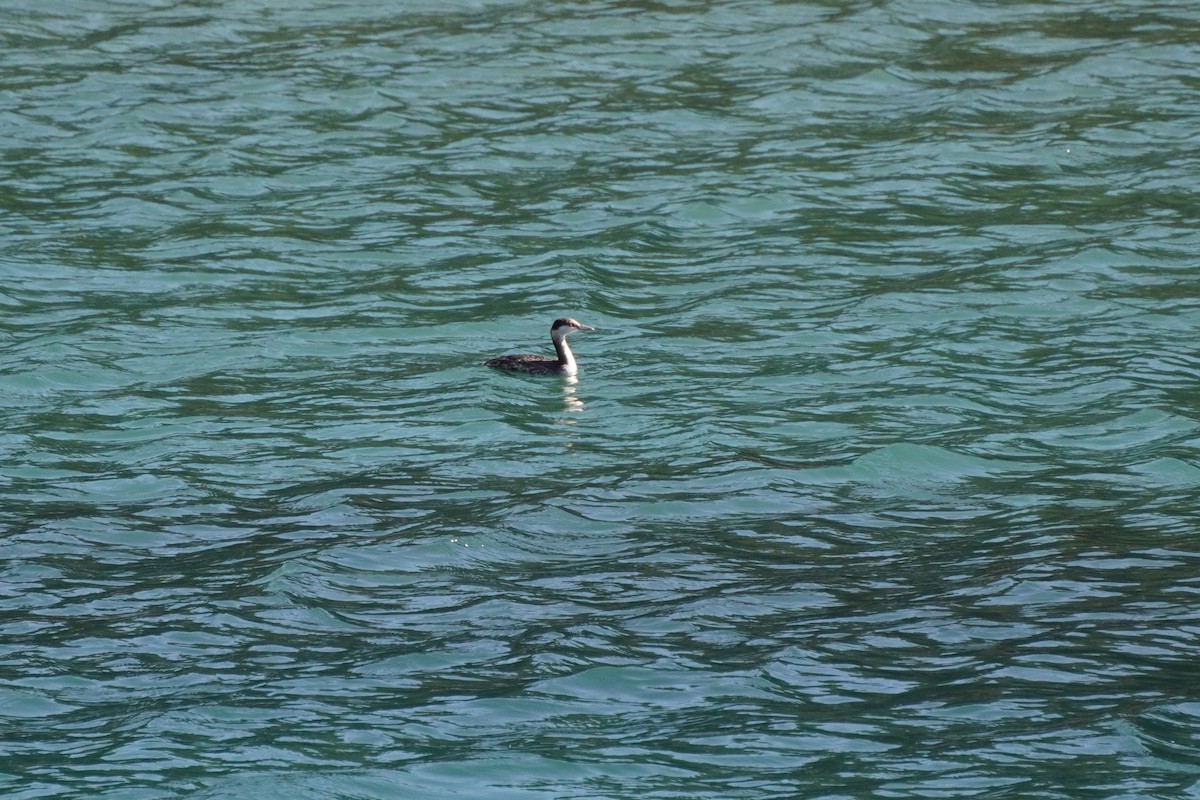 Horned Grebe - ML415634731