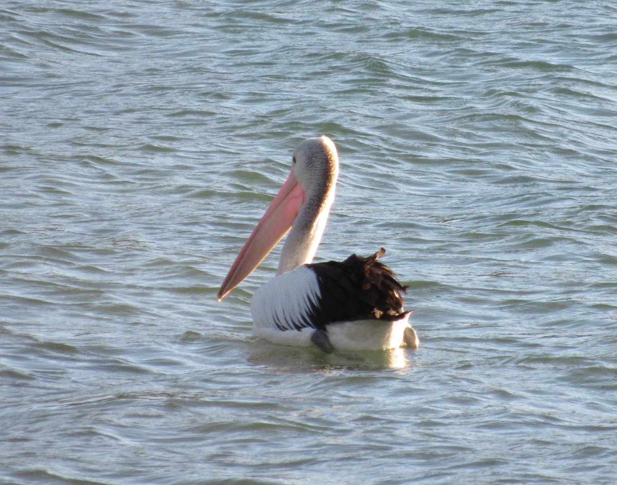 pelikán australský - ML41563491