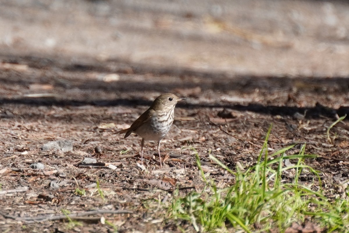 Hermit Thrush - ML415634951