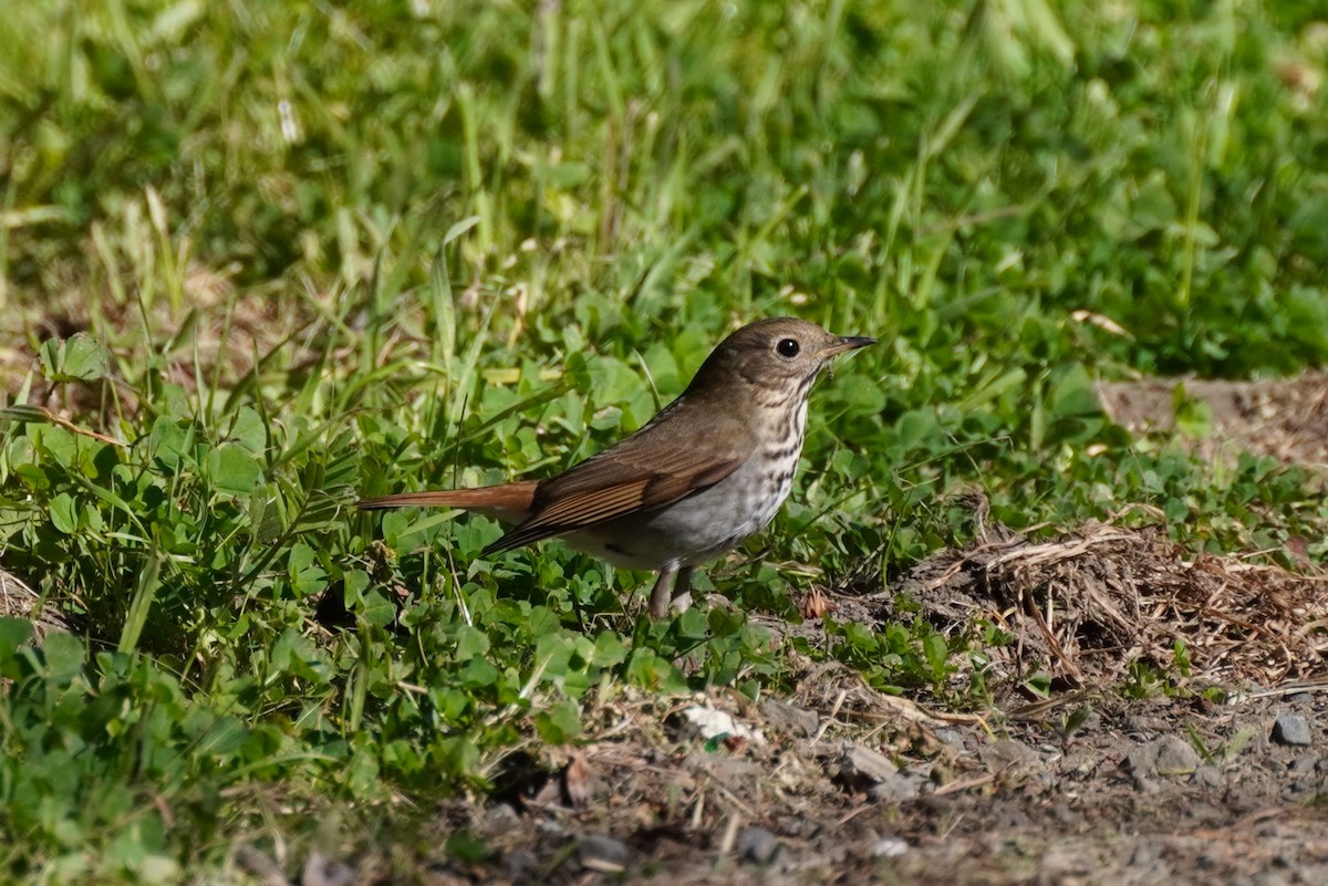 Hermit Thrush - ML415634991